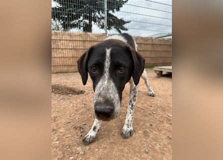 DAVIS will ankommen - ein Herz auf vier Pfoten