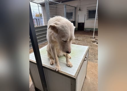 Die lebhafte Lumi sucht ihre Familie