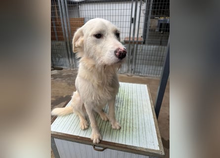 Die lebhafte Lumi sucht ihre Familie