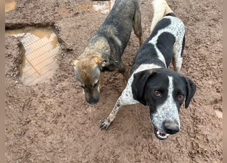 DAVIS will ankommen - ein Herz auf vier Pfoten