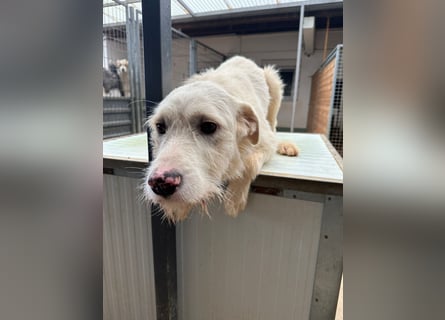 Die lebhafte Lumi sucht ihre Familie