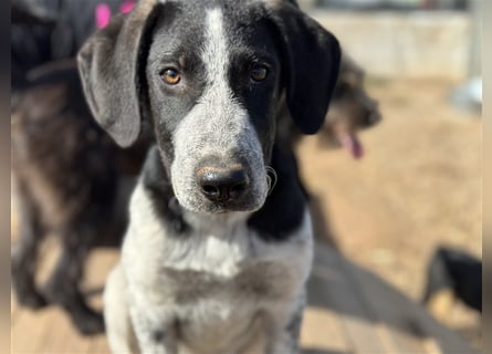 DAVIS will ankommen - ein Herz auf vier Pfoten