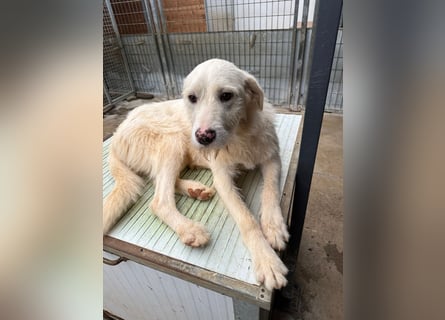 Die lebhafte Lumi sucht ihre Familie