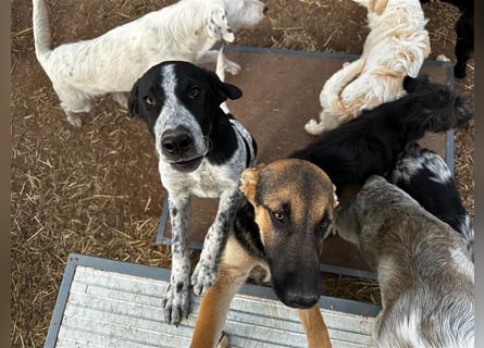 DAVIS will ankommen - ein Herz auf vier Pfoten