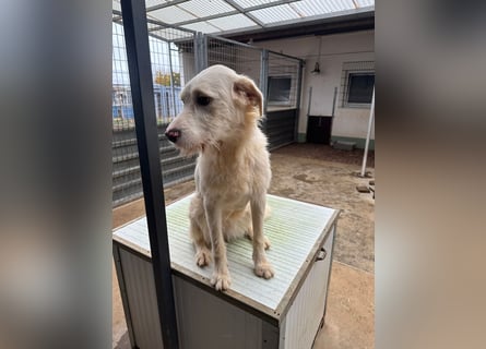 Die lebhafte Lumi sucht ihre Familie