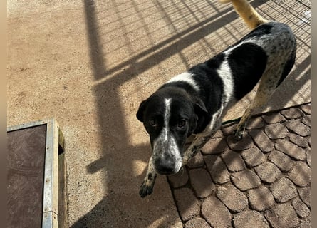 DAVIS will ankommen - ein Herz auf vier Pfoten