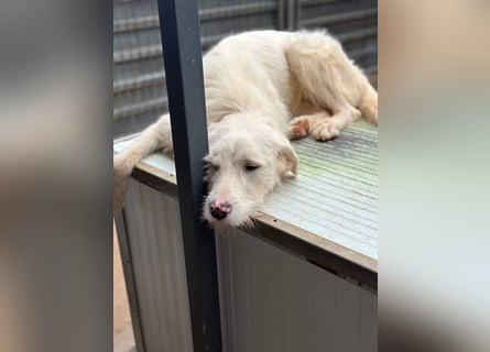 Die lebhafte Lumi sucht ihre Familie