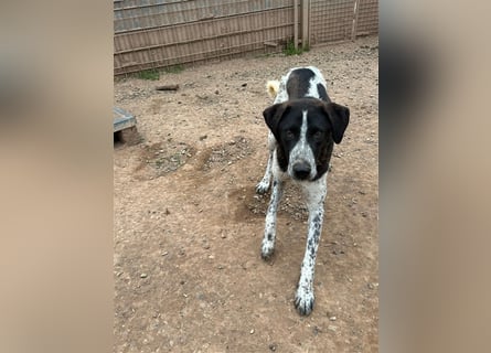 DAVIS will ankommen - ein Herz auf vier Pfoten