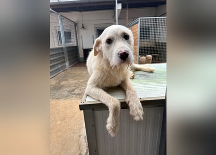 Die lebhafte Lumi sucht ihre Familie