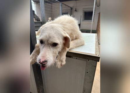 Die lebhafte Lumi sucht ihre Familie