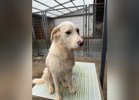 Die lebhafte Lumi sucht ihre Familie