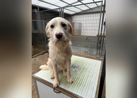 Die lebhafte Lumi sucht ihre Familie