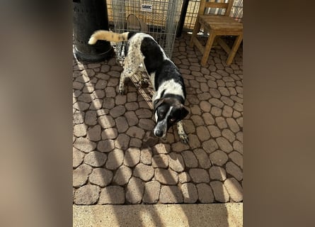 DAVIS will ankommen - ein Herz auf vier Pfoten