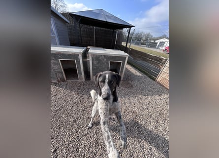 DAVIS will ankommen - ein Herz auf vier Pfoten