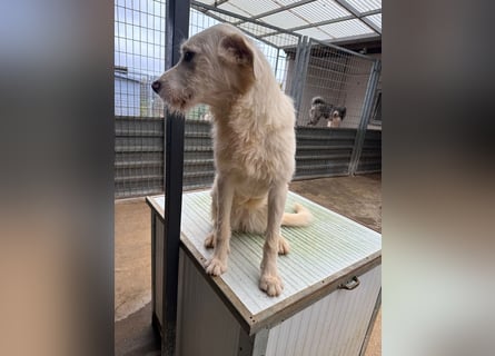 Die lebhafte Lumi sucht ihre Familie