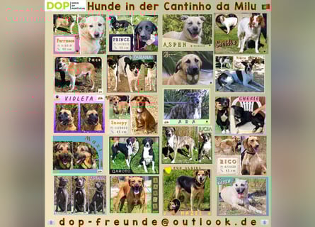 PFLEGESTELLEN GESUCHT •• TIERSCHUTZ IN PORTUGAL