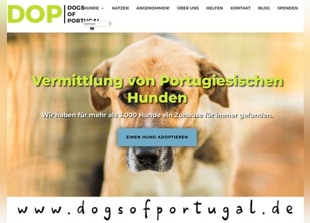 ! PFLEGESTELLEN • für Hunde aus Portugal • GESUCHT !