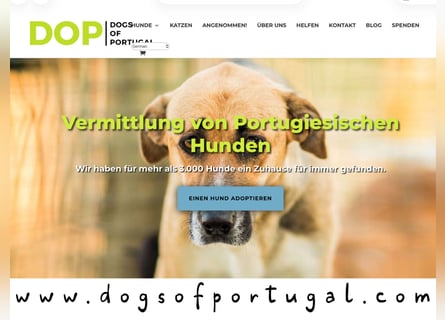 PFLEGESTELLEN GESUCHT •• TIERSCHUTZ IN PORTUGAL