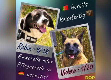 PFLEGESTELLEN GESUCHT •• TIERSCHUTZ IN PORTUGAL