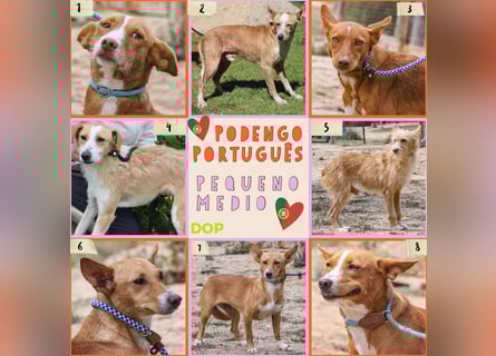 PFLEGESTELLEN GESUCHT •• TIERSCHUTZ IN PORTUGAL