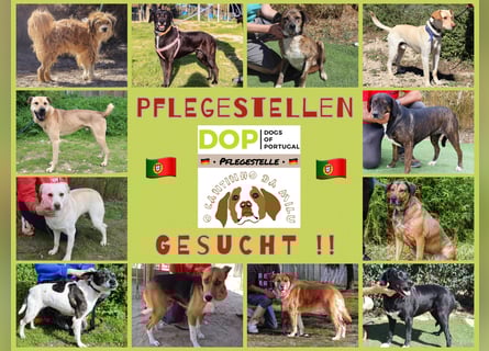 ! PFLEGESTELLEN • für Hunde aus Portugal • GESUCHT !