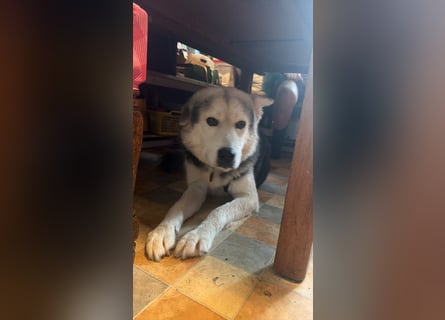 Mika - ein sanfter Entdecker sucht seine Menschen