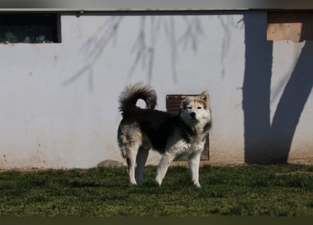 Mika - ein sanfter Entdecker sucht seine Menschen