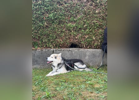Mika - ein sanfter Entdecker sucht seine Menschen