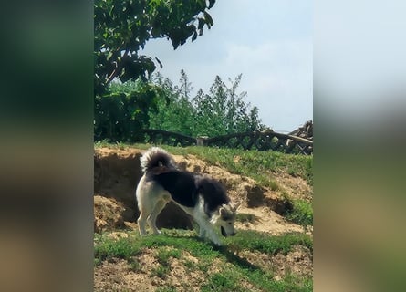 Mika - ein sanfter Entdecker sucht seine Menschen