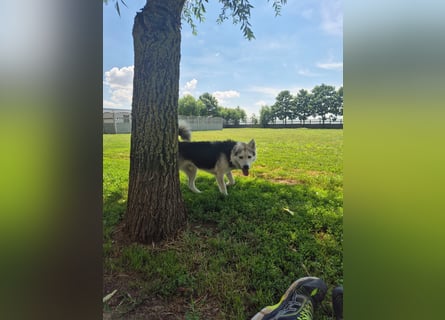 Mika - ein sanfter Entdecker sucht seine Menschen