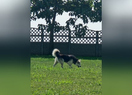 Mika - ein sanfter Entdecker sucht seine Menschen