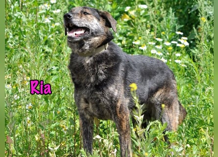 Ria geb. 07/2021 (in Deutschland) - DRINGENDER NOTFALL!