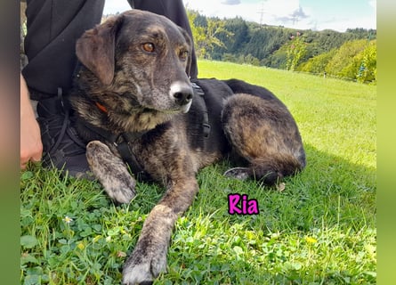 Ria geb. 07/2021 (in Deutschland) - DRINGENDER NOTFALL!