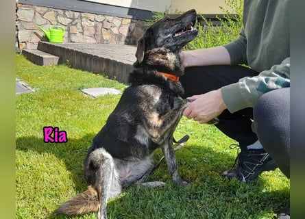 Ria geb. 07/2021 (in Deutschland) - DRINGENDER NOTFALL!