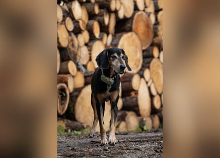 Rohny - in 86974 Apfeldorf