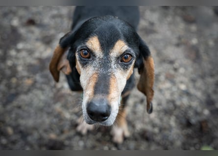 Rohny - in 86974 Apfeldorf