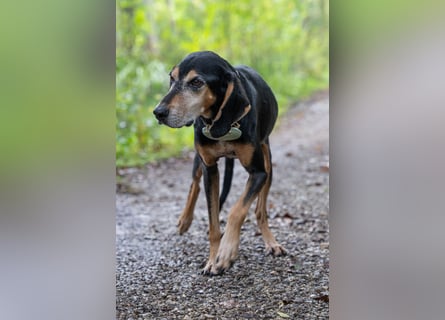 Rohny - in 86974 Apfeldorf