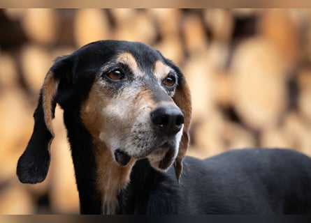 Rohny - in 86974 Apfeldorf