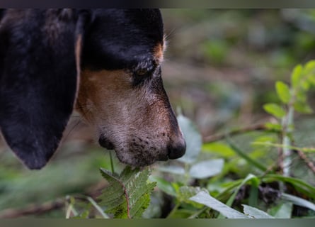 Rohny - in 86974 Apfeldorf