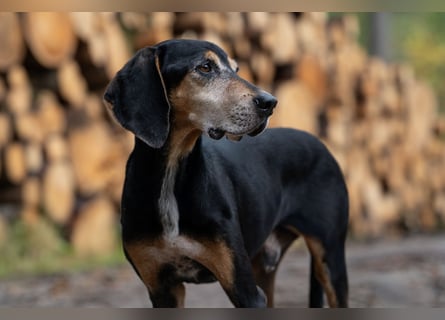 Rohny - in 86974 Apfeldorf