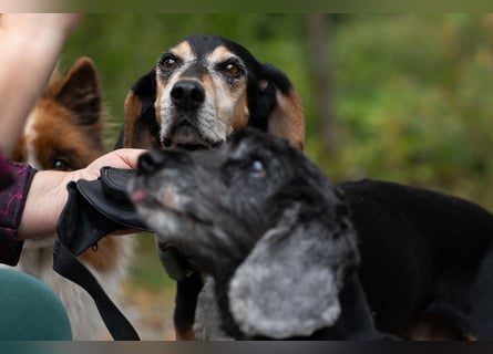 Rohny - in 86974 Apfeldorf