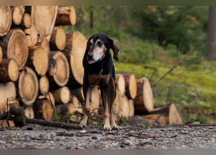 Rohny - in 86974 Apfeldorf