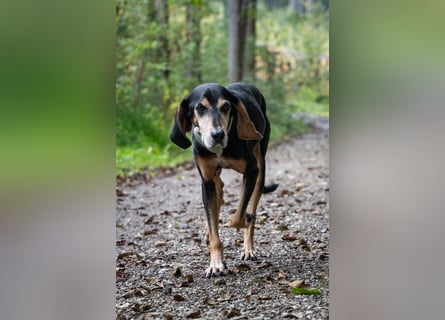 Rohny - in 86974 Apfeldorf