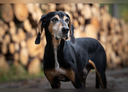 Rohny - in 86974 Apfeldorf