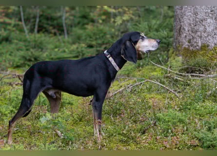 Rohny - in 86974 Apfeldorf