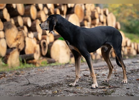 Rohny - in 86974 Apfeldorf