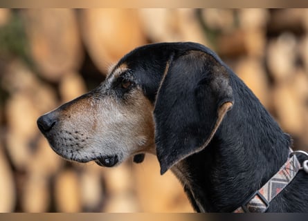 Rohny - in 86974 Apfeldorf