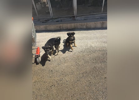 ZITO & RUDY - Wer gibt ihnen eine Zukunft?