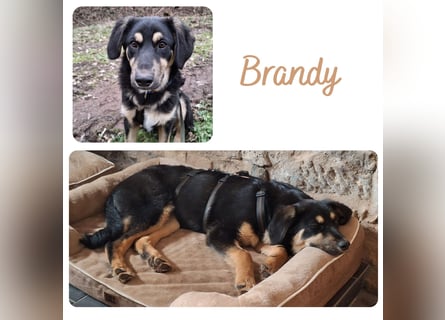 Brandy