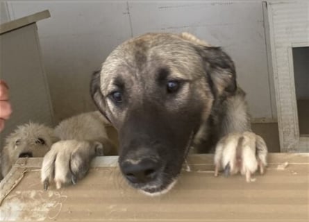 Monroe - souveräner Herzenshund